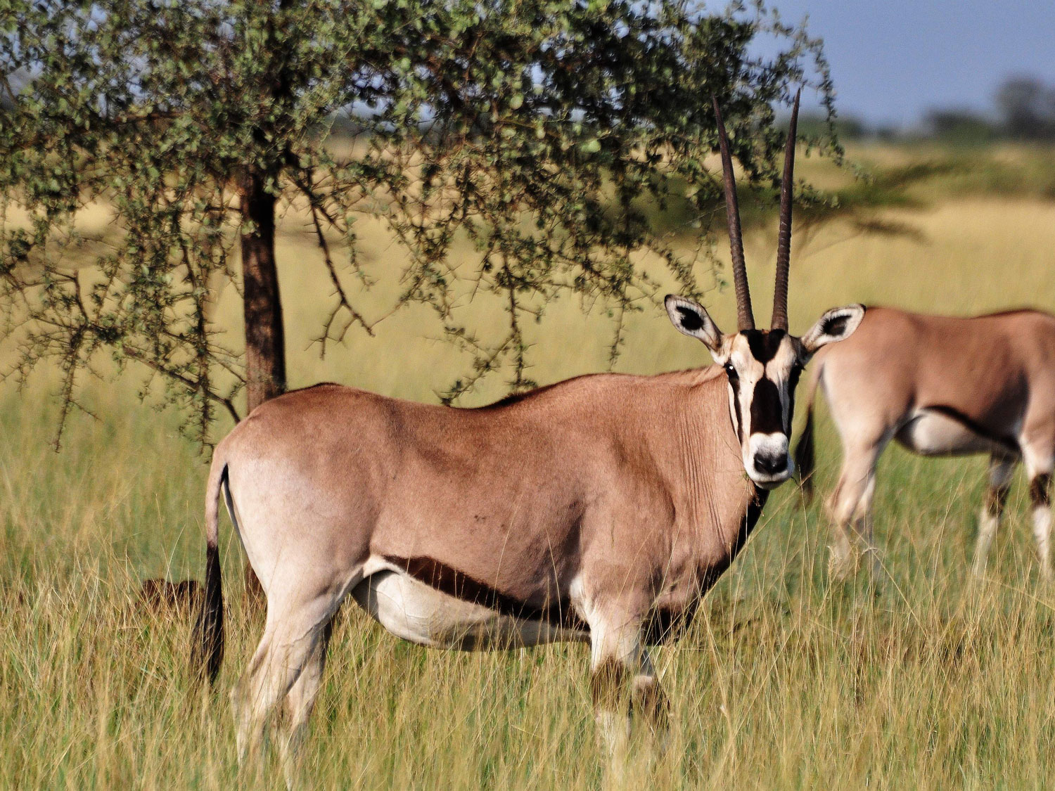 parc national du mago